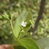 Leptopetalum biflorum (L.) Neupane & N.Wikstr.